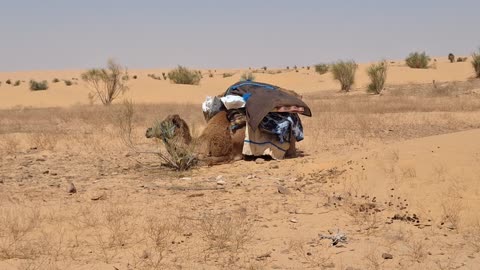 Camel scratching, April 4, 2025