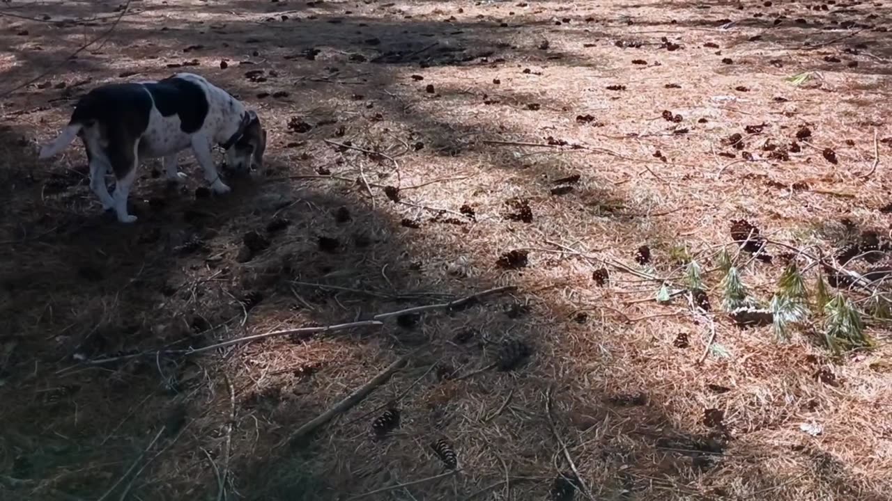 Bandit