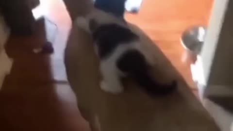 😍😍😘🔥 😍💦 FUNNY Animals and pet's💕😘 😘🔥 💕😘 😍💦 💦