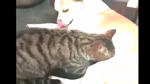 Cute animals vidio