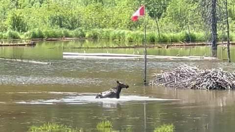 Canadian Moose Has A Splash