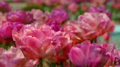 Beautiful nature