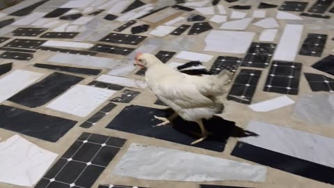 I really like to be with my cock - pet #animal #pet #cock #hen #cat