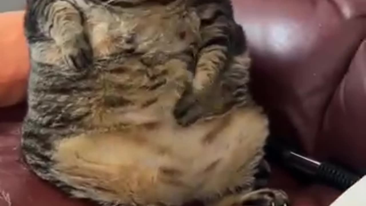 Fluffy furry thing walking arround the house yo....