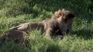 Lion Plus King