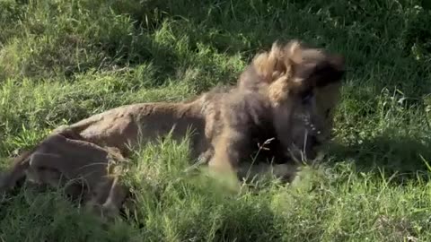 Lion Plus King