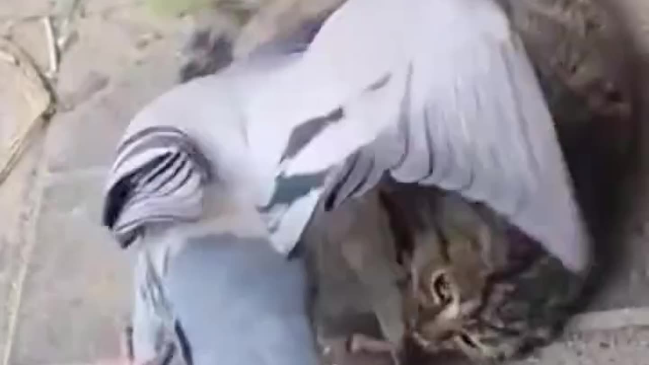 "Pigeon Teasing the Cat Like a Pro!" 🐦🐱😂 #shorts