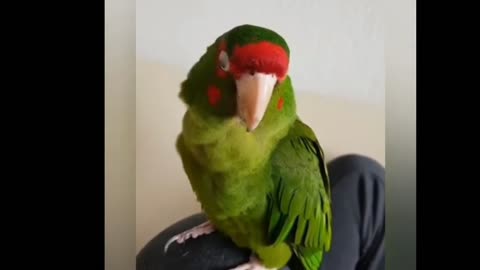 Cutest Parrot Funny Moments 🦜🤣