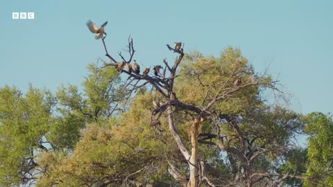 ‎A Beaver Mother s Race Against Time | Great American Thaw | BBC Earth