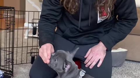 How to train French Bull Dog ?