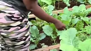 JUDYANYANGO