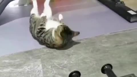 funny cat videos