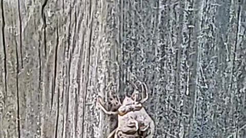 2 creepy cicadas 😆