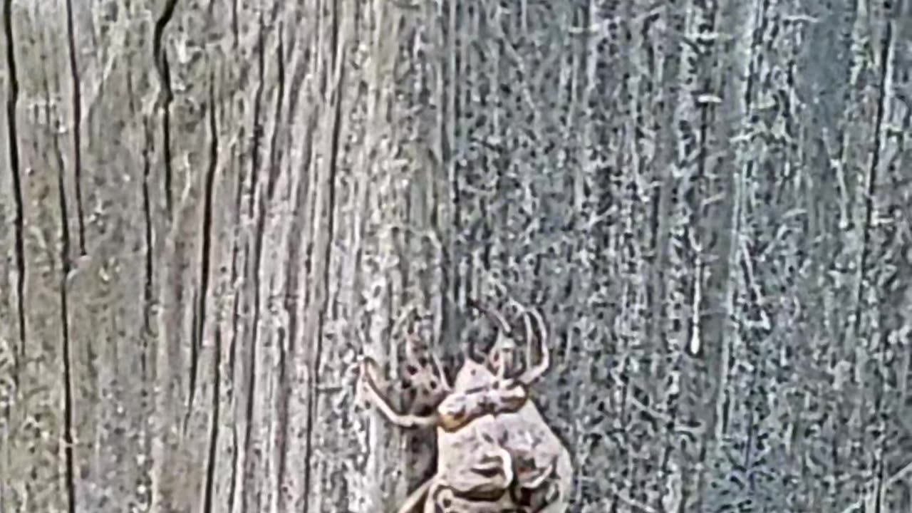 2 creepy cicadas 😆