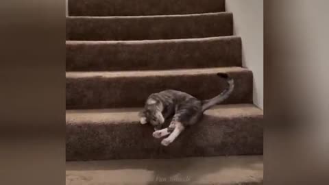 "Cuteness Attack! The Funniest Animals on the Internet"
