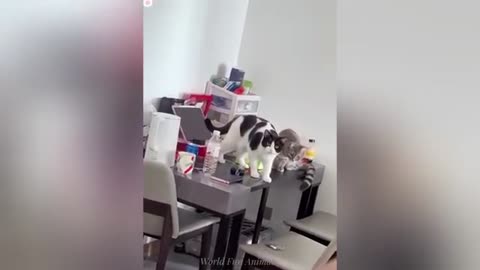 "Cuteness Attack! The Funniest Animals on the Internet"