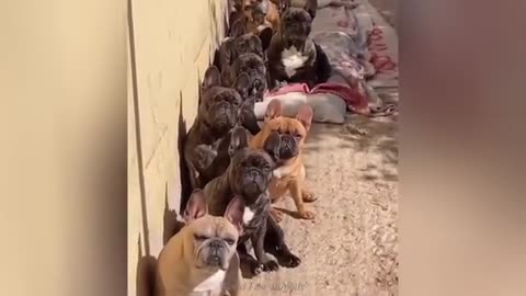 "Cuteness Attack! The Funniest Animals on the Internet"