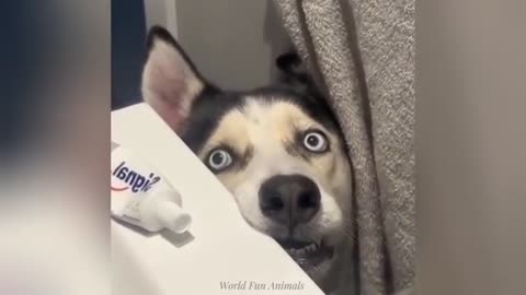 "Cuteness Attack! The Funniest Animals on the Internet"