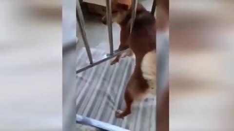 "Cuteness Attack! The Funniest Animals on the Internet"