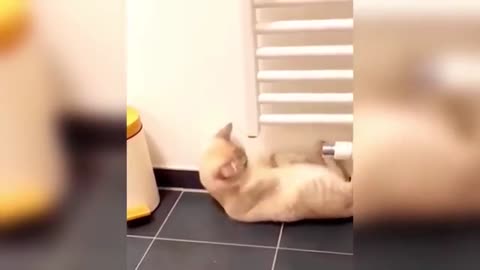 "Cuteness Attack! The Funniest Animals on the Internet"