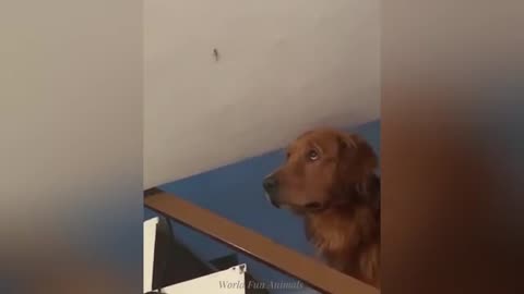 "Cuteness Attack! The Funniest Animals on the Internet"