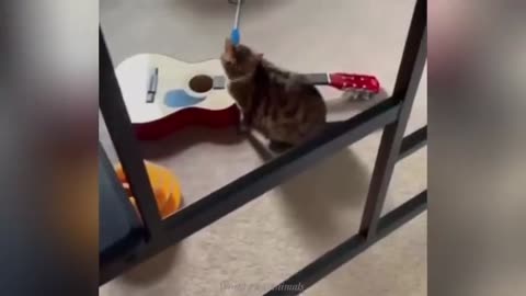"Cuteness Attack! The Funniest Animals on the Internet"