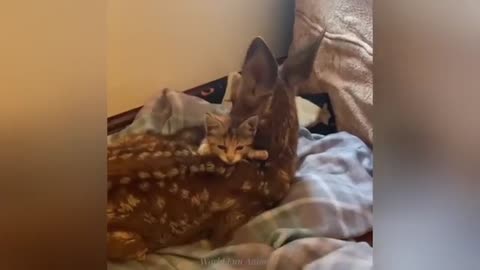 "Cuteness Attack! The Funniest Animals on the Internet"