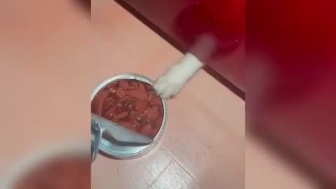 "Cuteness Attack! The Funniest Animals on the Internet"