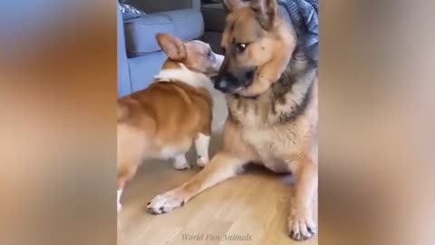 "Cuteness Attack! The Funniest Animals on the Internet"