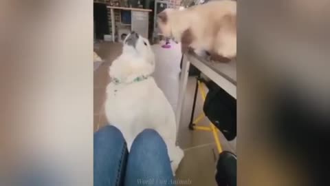 "Cuteness Attack! The Funniest Animals on the Internet"