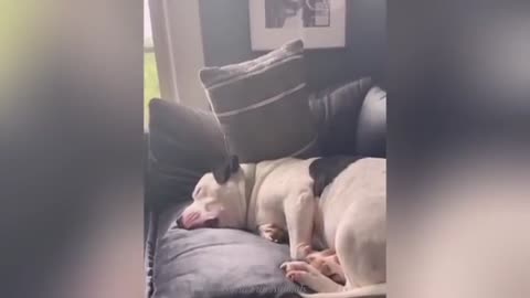 "Cuteness Attack! The Funniest Animals on the Internet"