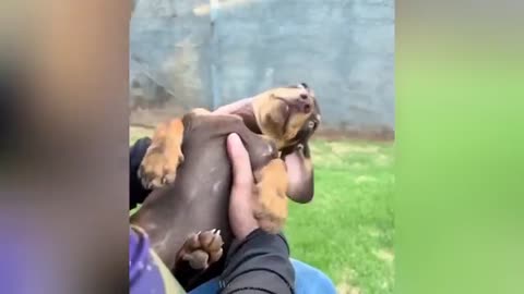 "Cuteness Attack! The Funniest Animals on the Internet"