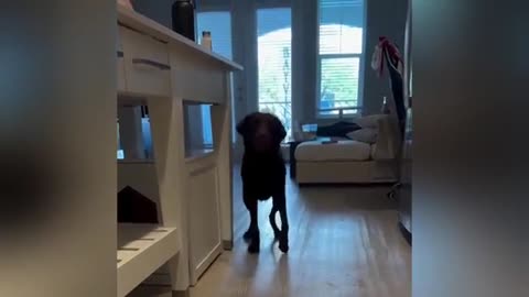 "Cuteness Attack! The Funniest Animals on the Internet"