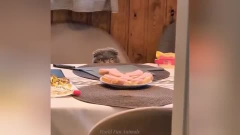 "Cuteness Attack! The Funniest Animals on the Internet"