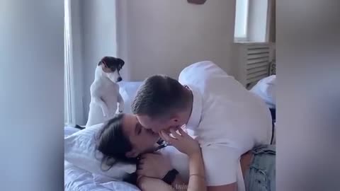 "Cuteness Attack! The Funniest Animals on the Internet"