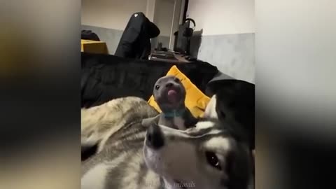 "Cuteness Attack! The Funniest Animals on the Internet"