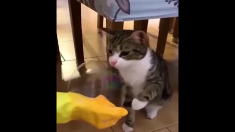 "Cuteness Attack! The Funniest Animals on the Internet"