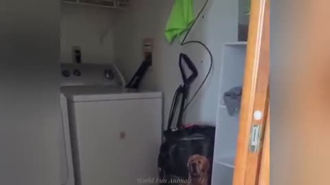 "Cuteness Attack! The Funniest Animals on the Internet"