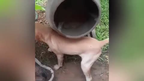 "Cuteness Attack! The Funniest Animals on the Internet"