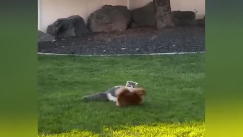 "Cuteness Attack! The Funniest Animals on the Internet"