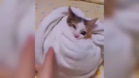 "Cuteness Attack! The Funniest Animals on the Internet"