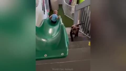 "Cuteness Attack! The Funniest Animals on the Internet"