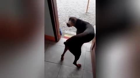 "Cuteness Attack! The Funniest Animals on the Internet"