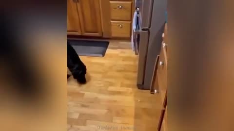 "Cuteness Attack! The Funniest Animals on the Internet"