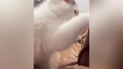 "Cuteness Attack! The Funniest Animals on the Internet"