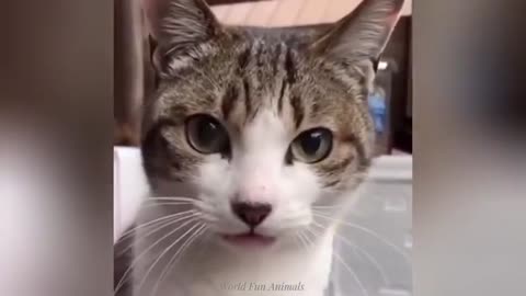 "Cuteness Attack! The Funniest Animals on the Internet"