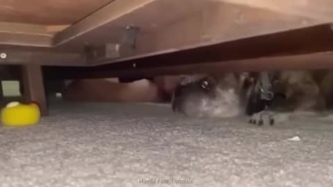 "Cuteness Attack! The Funniest Animals on the Internet"