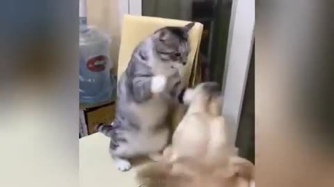 "Cuteness Attack! The Funniest Animals on the Internet"