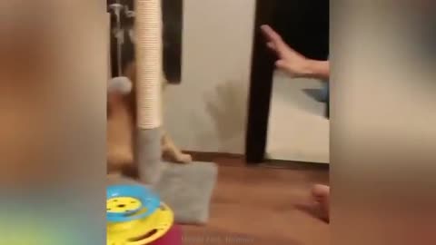 "Cuteness Attack! The Funniest Animals on the Internet"