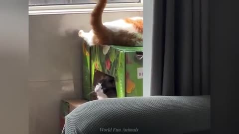 "Cuteness Attack! The Funniest Animals on the Internet"